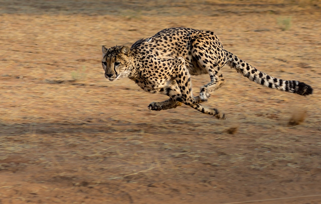 Cheetah_chase